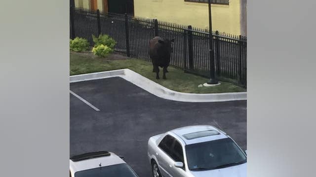 Bulls caught near Baltimore apartment complex