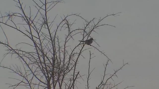 Bird population in Central Texas declining since 1970