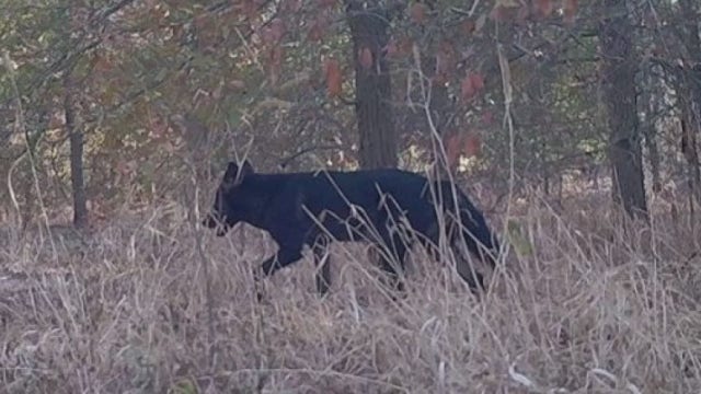 Rare black coyote sighted in Austin