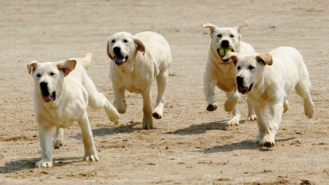 Sit. Study. Fetch a bachelor's degree in dog training.