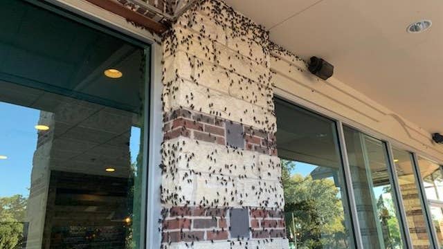 Crickets causing problems for some Austin businesses