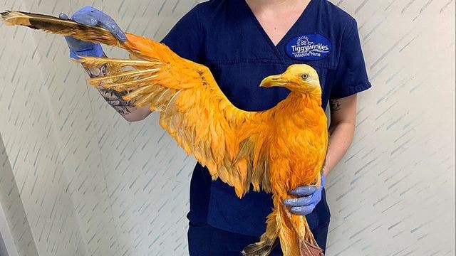 Bizarre 'bright orange' bird is not so exotic, wildlife hospital discovers