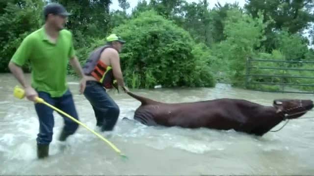 Cattle round up in Harvey flood