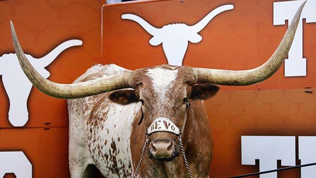 Bevo XV to make debut during Notre Dame game