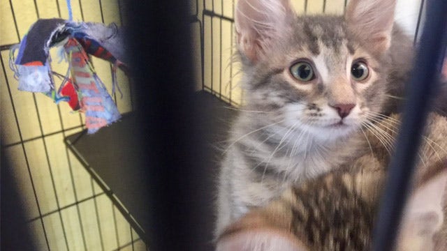 Austin Animal Center's new "Cattyshack" will help free-roaming cats