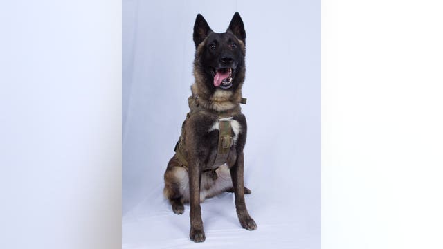 President Trump declassifies photo of K9 injured in mission to kill ISIS leader