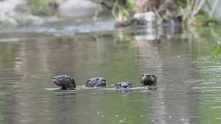 River Otters Appear To Be Making Comeback In Texas Fox 7 Austin