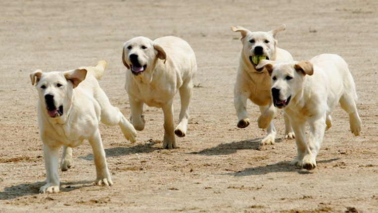 60908627-GETTY DOGS 052719