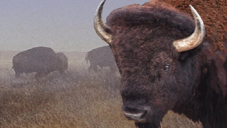 7882e7fc-Yellowstone-Bison_1457562098052.gif