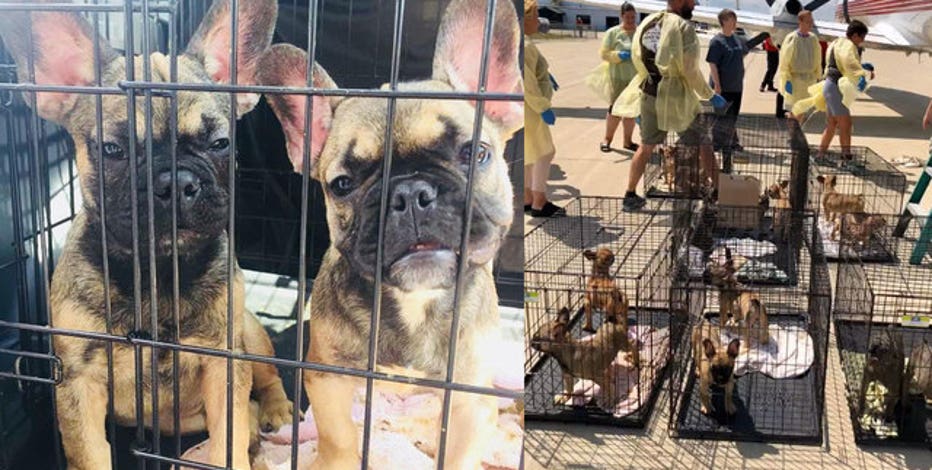 Dozens Of French Bulldog Puppies Found Caged In Hot Moving Van