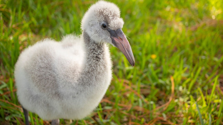 BREVARD-ZOO_flamingo-hatchlings-2_103019.jpg