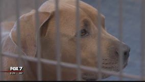 Williamson County Animal Shelter over capacity after intake of 30-plus dogs stuck in legal system