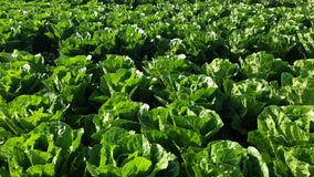 E. coli cases from romaine lettuce grown in California more than double, kidney failure reported