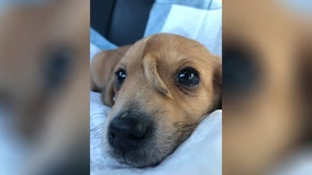 ‘Magical unicorn puppy’: 10-week-old golden retriever ‘puppercorn’ born with tail on forehead