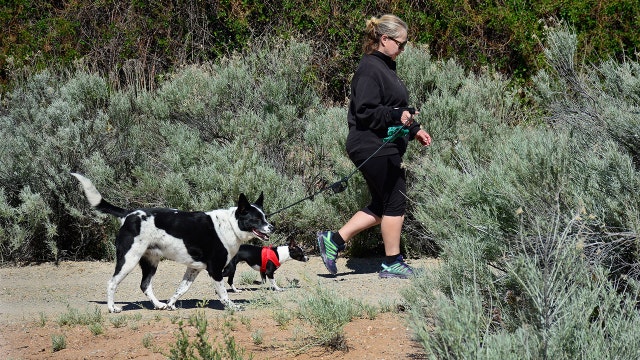 Dog owners have lower risk of repeat event after heart attack or stroke, study finds