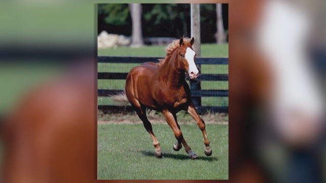 Deputies investigate horse mutilation near Ocala