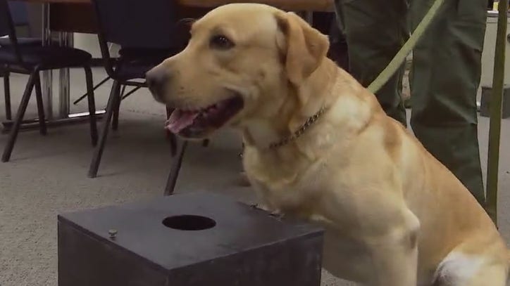 Prop 10 ensures law enforcement officers can adopt department animals - FOX 7 Austin