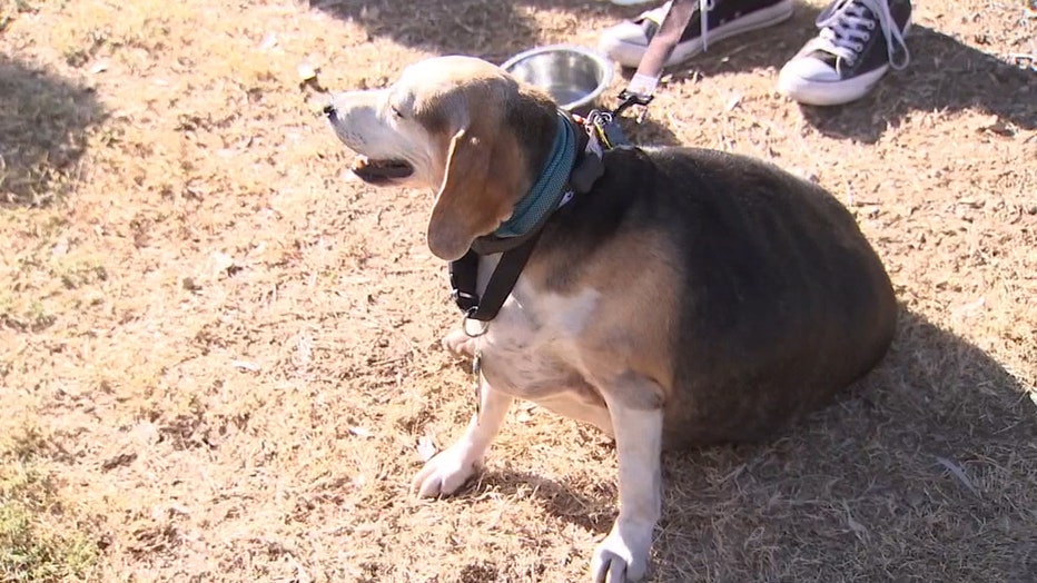 OBESE_BEAGLE_WALKS_A_MILE_TO_CELEBRATE_BIRTHDAY__VO___KSAZ1117193.mp4_.00_00_00_24.Still003.jpg