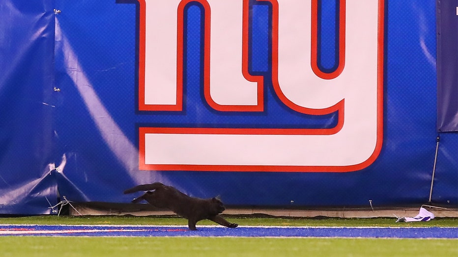 A black cat runs onto the field during the second quarter of the National Football League game between the New York Giants and the Dallas Cowboys on November 4, 2019 at MetLife Stadium in East Rutherford, NJ.
