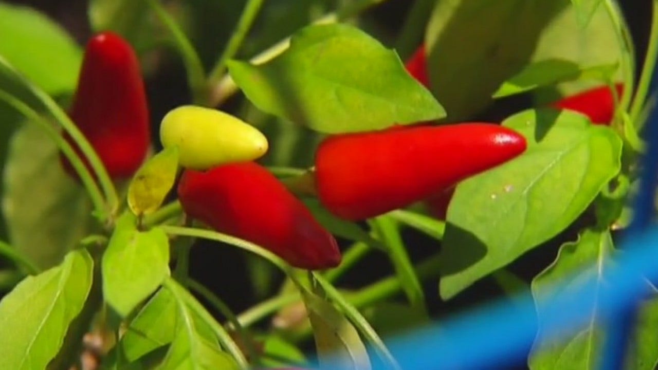 Chili peppers might hurt, but a new study says they help you live longer