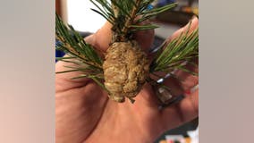 'Walnut-size' mass on Christmas tree contains hundreds of praying mantis eggs, officials say