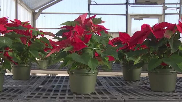 Navarro High FFA students keep 58-year-old Christmas tradition alive