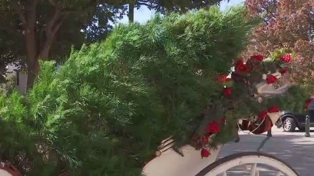 Christmas trees delivered to Texas State Capitol