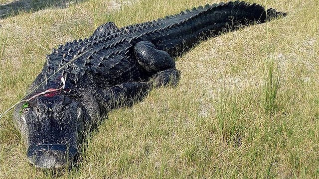 Florida man found eaten by alligator actually died from meth overdose, officials say