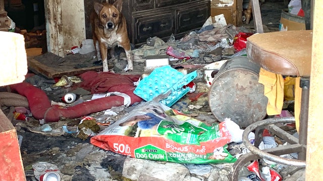 Austin Pets Alive! coordinating rescue of dogs in "deplorable living conditions" in rural Texas
