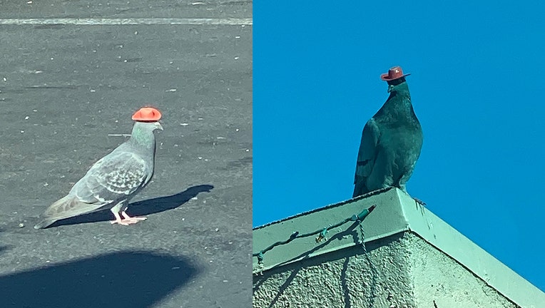 9e0469b3-These Las Vegas pigeons were photographed wearing tiny cowboy hats.