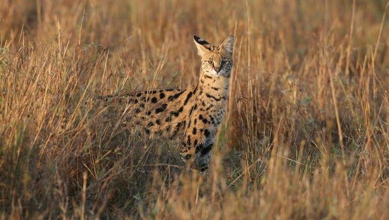 A Serval walks through grassland in the Masai Mara Game Reserve, Kenya. (Photo by Dan Kitwood/Getty Images)