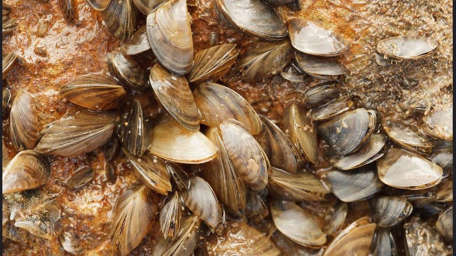 Infested status means that there is now evidence of an established, reproducing population of zebra mussels in the lake.