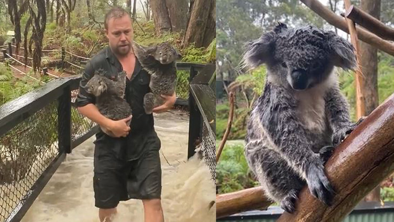 Video shows staff at Australian wildlife sanctuary rushing to protect