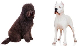 Hello, dogo: 2 new breeds get the American Kennel Club's nod