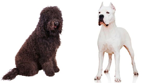 Hello, dogo: 2 new breeds get the American Kennel Club's nod