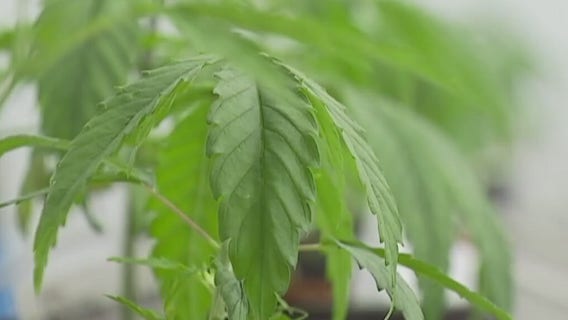 Council members push to end low-level marijuana citations and arrests with resolution