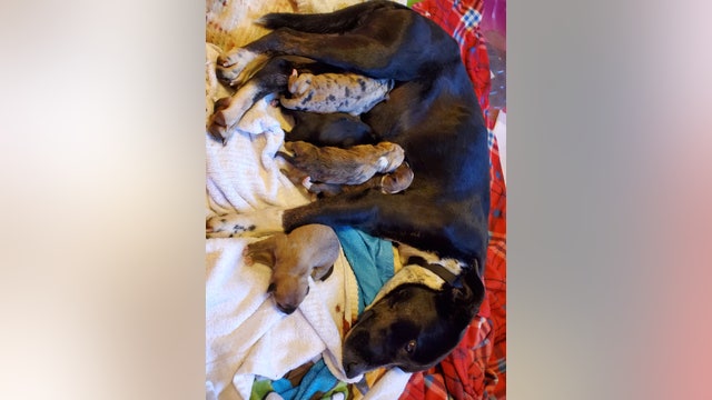 Austin Pets Alive! welcomes first puppies of 2020