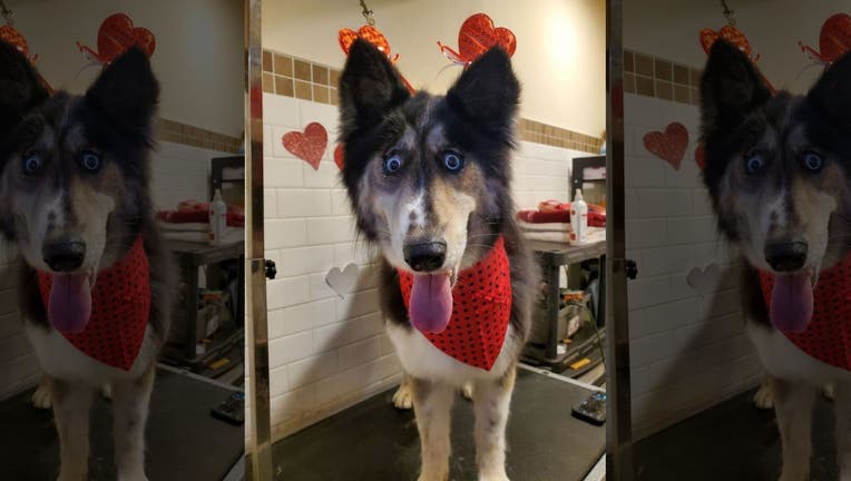 Jubilee, 4, was abandoned by a breeder who reportedly didn't like the look of her