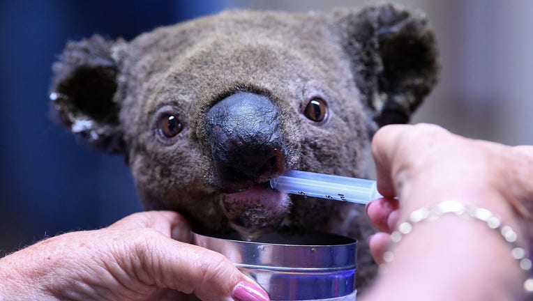 A dehydrated and injured Koala receives treatment at the Port Macquarie Koala Hospital in Port Macquarie on November 2, 2019, after its rescue from a bushfire that has ravaged an area of over 2,000 hectares. - Hundreds of koalas are feared to have burned to death in an out-of-control bushfire on Australia's east coast, wildlife authorities said October 30. (Photo by SAEED KHAN / AFP) (Photo by SAEED KHAN/AFP via Getty Images)