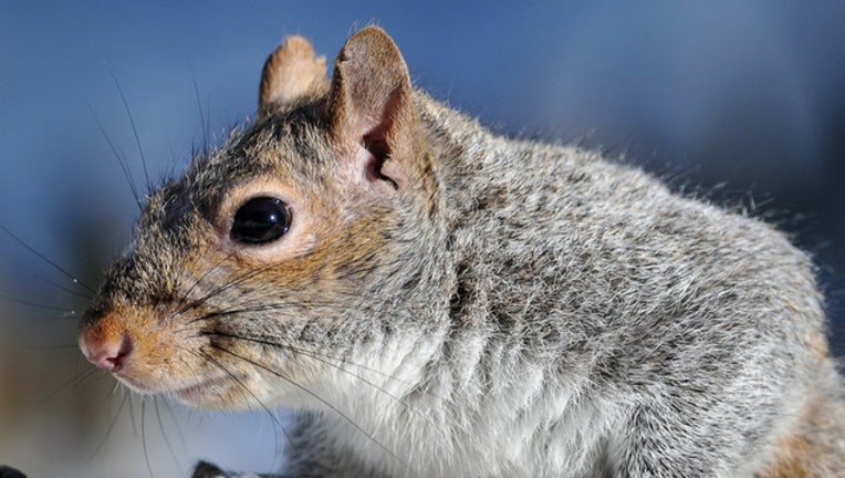 USFWS_GRAY_SQUIRREL_FILE_031419_1552593521813_6892348_ver1.0_640_360.jpg