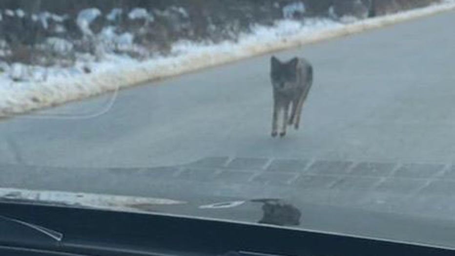 A coyote is seen walking along a road in Kensington, New Hampshire. (Photo credit: Kensington Police Department)