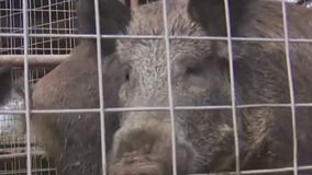 Feral hogs cause damage at Lockhart State Park golf course