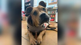 Austin Animal Center reminds pet owners to prepare animals for cold weather