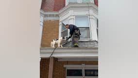 Firefighters rescue husky from roof in Pennsylvania