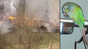 Parrot shouts 'fire' to warn family about blaze in kitchen