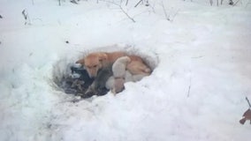 Dog, litter of puppies rescued from snowdrift in northern Minnesota