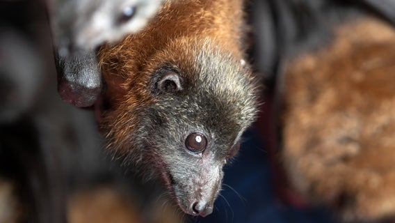 Bat found dead in Cedar Park tests positive for rabies