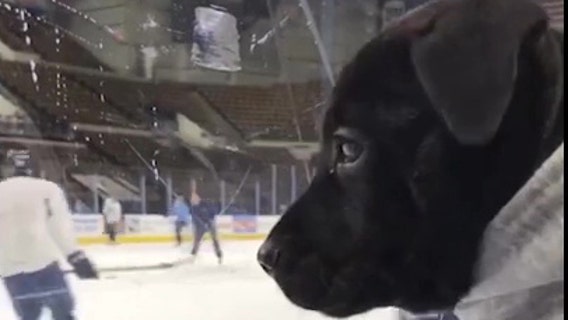 A pit bull pup takes the ice as newest member of Wisconsin hockey team