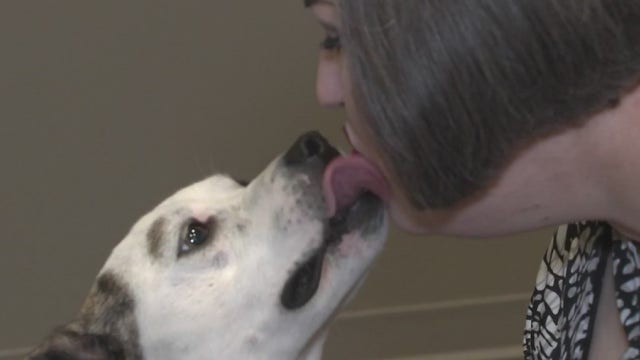 Animal cruelty cases on the rise, but so are charges against abusers