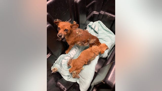 Cactus dogs: 2 Chihuahuas rescued after being found covered in cactus